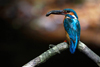 kingfisher cornwall